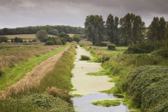 Ham Wall Nature Reserve, near Glastonbury, Somerset, Great Britain.