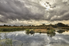 Ham Wall Nature Reserve, near Glastonbury, Somerset, Great Britain.