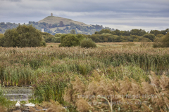 Ham Wall Nature Reserve, near Glastonbury, Somerset, Great Britain.