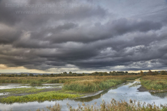 Ham Wall Nature Reserve, near Glastonbury, Somerset, Great Britain.