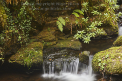 Watersmeet, near Lynmouth, Exmoor National Park, Devon, Great Britain.