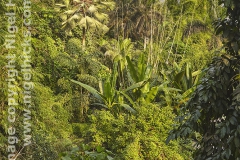 Inside the tropical biome, at the Eden Project, nr St Austell.