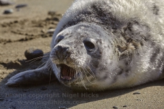 A Grey Seal pup near St Austell.