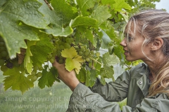 Autumn grape harvest near Padstow.