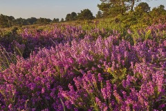 Aylesbeare Common, near Exmouth, Devon, Great Britain.