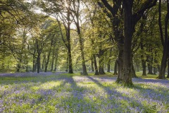Bluebells at Blackbury Camp, near Beer, Devon, Great Britain.