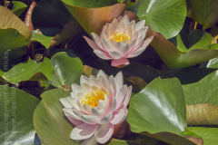 AbbotsburyGarden05