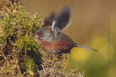 DartfordWarbler02b
