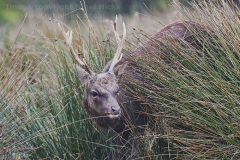 SikaDeer18