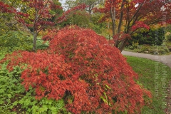 Autumnal maples in the Botanical Garden, Bath, Great Britain.