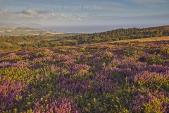 Heather in flower on Beacon Hill, Quantock Hills, Somerset, Great Britain.