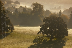 Early morning misty countryside near Cricket St Thomas, near Chard, Somerset, Great Britain.