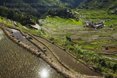 Rice terraces at Batad, nr Banaue, Luzon, Philippines.