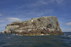 Bass Rock, near North Berwick, East Lothian, Scotland, Great Britain.