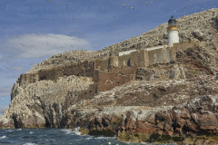 Bass Rock, near North Berwick, East Lothian, Scotland, Great Britain.