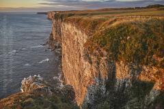 Bempton Cliffs seabird colony at sunrise, near Bridlington, Yorkshire, Great Britain.