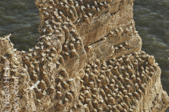 Bempton Cliffs seabird colony, near Bridlington, Yorkshire, Great Britain.