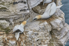 Gannet, Bempton Cliffs, near Bridlington, Yorkshire, Great Britain.