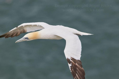 Gannet, Bempton Cliffs, near Bridlington, Yorkshire, Great Britain.