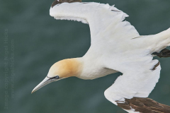 Gannet, Bempton Cliffs, near Bridlington, Yorkshire, Great Britain.