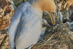Gannet, Bempton Cliffs, near Bridlington, Yorkshire, Great Britain.