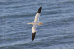 Gannet, Bempton Cliffs, near Bridlington, Yorkshire, Great Britain.