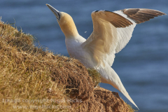 Gannet, Bempton Cliffs, near Bridlington, Yorkshire, Great Britain.