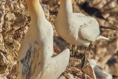 Gannet, Bempton Cliffs, near Bridlington, Yorkshire, Great Britain.