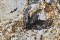 A Crow stealing a kittiwake egg from a nest, Bempton Cliffs, near Bridlington, Yorkshire, Great Britain.