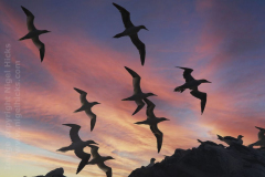 Gannet, Bass Rock, near North Berwick, East Lothian, Scotland, Great Britain.