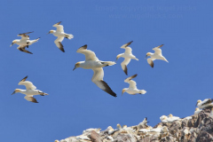 Gannet, Bass Rock, near North Berwick, East Lothian, Scotland, Great Britain.