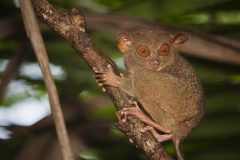 A Philippine Tarsier, Tarsius syrichta, at the Tarsier Sanctuary, Corella, nr Tagbilaran, Bohol, Philippines.