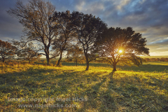 Badbury Rings, near Blandford Forum, Dorset, England, Great Britain.