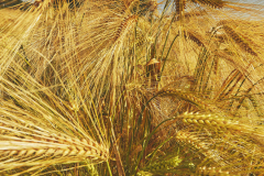 Barley ripening in a field near Teignmouth, Devon, Great Britain.