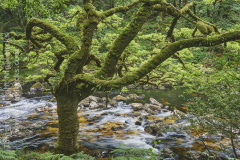 Ancient woodland along the banks of the River Dart, in the Dart Valley Nature Reserve, Dartmoor National Park, Devon, Great Britain.