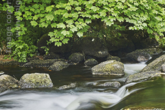 The River Dart, at Dartmeet, Dartmoor National Park, Devon, Great Britain.