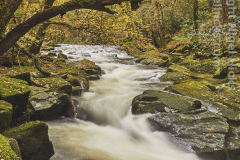 Ivybridge woods and the River Erme, Ivybridge, Dartmoor, Devon, Great Britain.