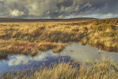 Dartmoor National Park, Devon, Great Britain.