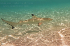 1_Blacktip