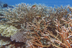 GaafuDhaaluFeb25_078