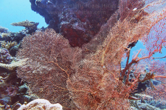 GaafuDhaaluFeb25_086