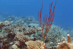 GaafuDhaaluFeb25_094