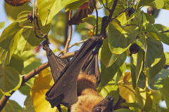 HavoddaFruitBat05