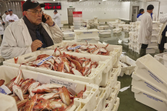The morning wholesale fish market at Brixham, Devon, Great Britain.