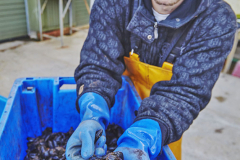 Sifting through mature harvested mussels at Loch Fyne oyster farm, Cairndow, nr Inverary, on Loch Fyne, Argyle, Scotland, Great Britain.