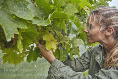 Autumn grape harvest at Trevibban Mill Vineyard, near Padstow, Cornwall, Great Britain.