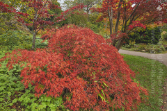 Autumnal maples in the Botanical Garden, Bath, Great Britain.