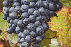 Dornfelder grapes ready for harvesting, at Trevibban Mill Vineyard, near Padstow, Cornwall, Great Britain.