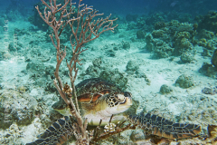 Pescador East, Moalboal, Cebu, the Philippines.