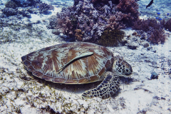 Green Turtle, the Cathedral dive site, Balicasag Island, Bohol, the Philippines.